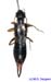 Anechura_asiatica_f_1139 copy